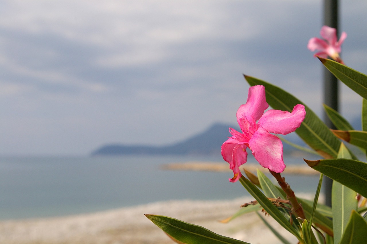 sea flower beach free photo