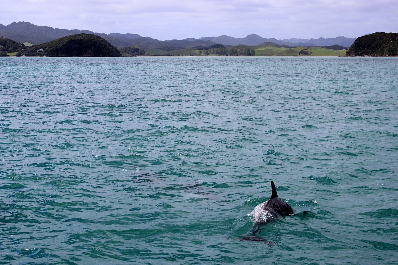 sea dolphin meeresbewohner free photo
