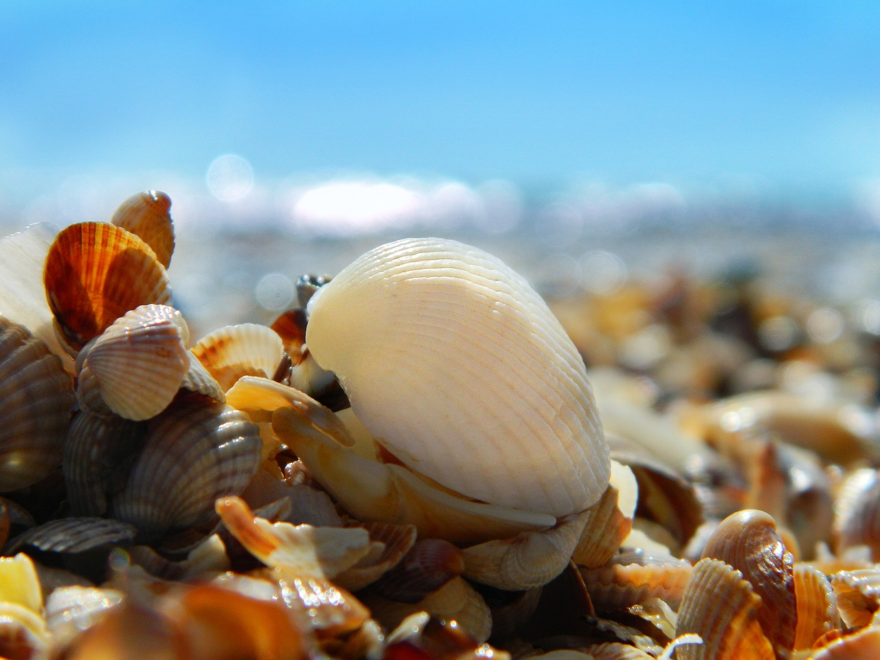 sea summer beach free photo