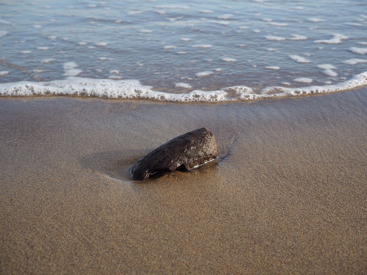 sea italy drift wood free photo