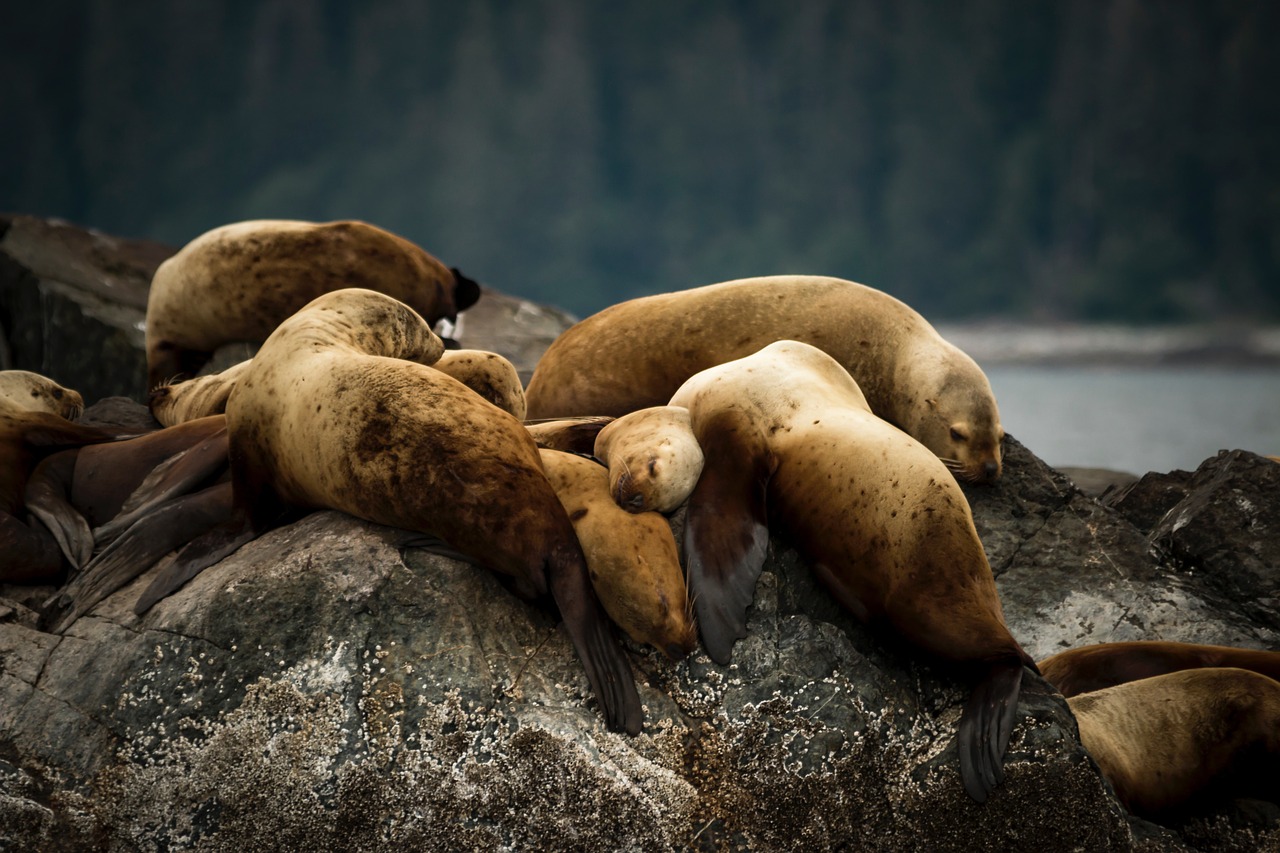 sea lion animal free photo