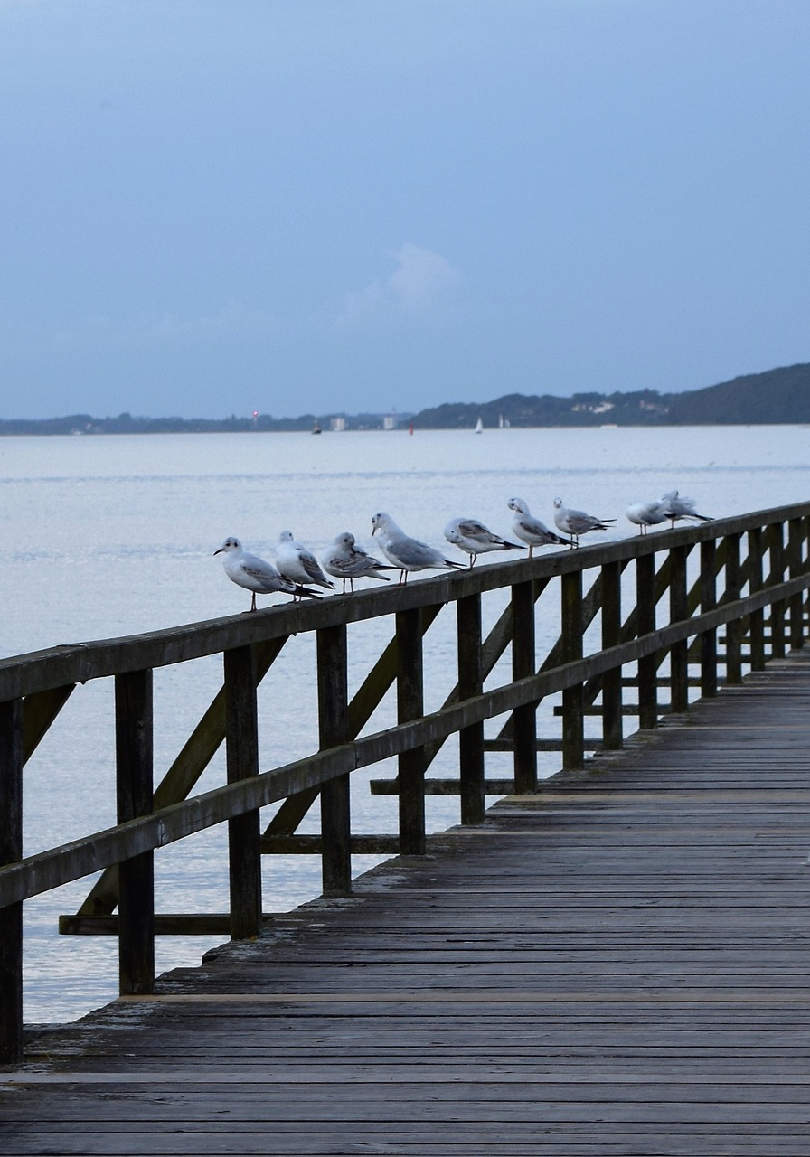 sea bridge gulls free photo