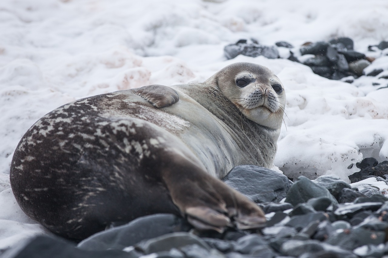 sea lion aquatic free photo