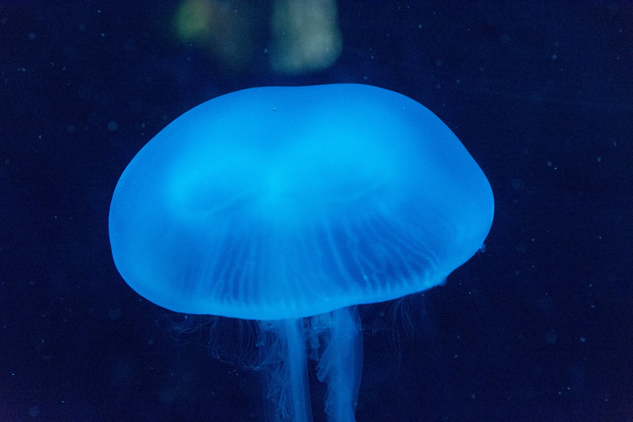 sea jellyfish aquarium free photo