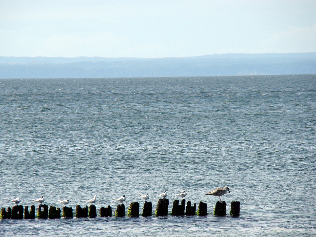 sea birds breakwater free photo