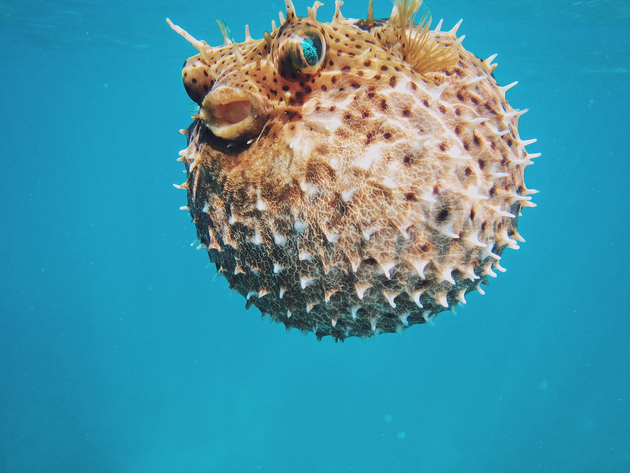 sea urchin blue free photo