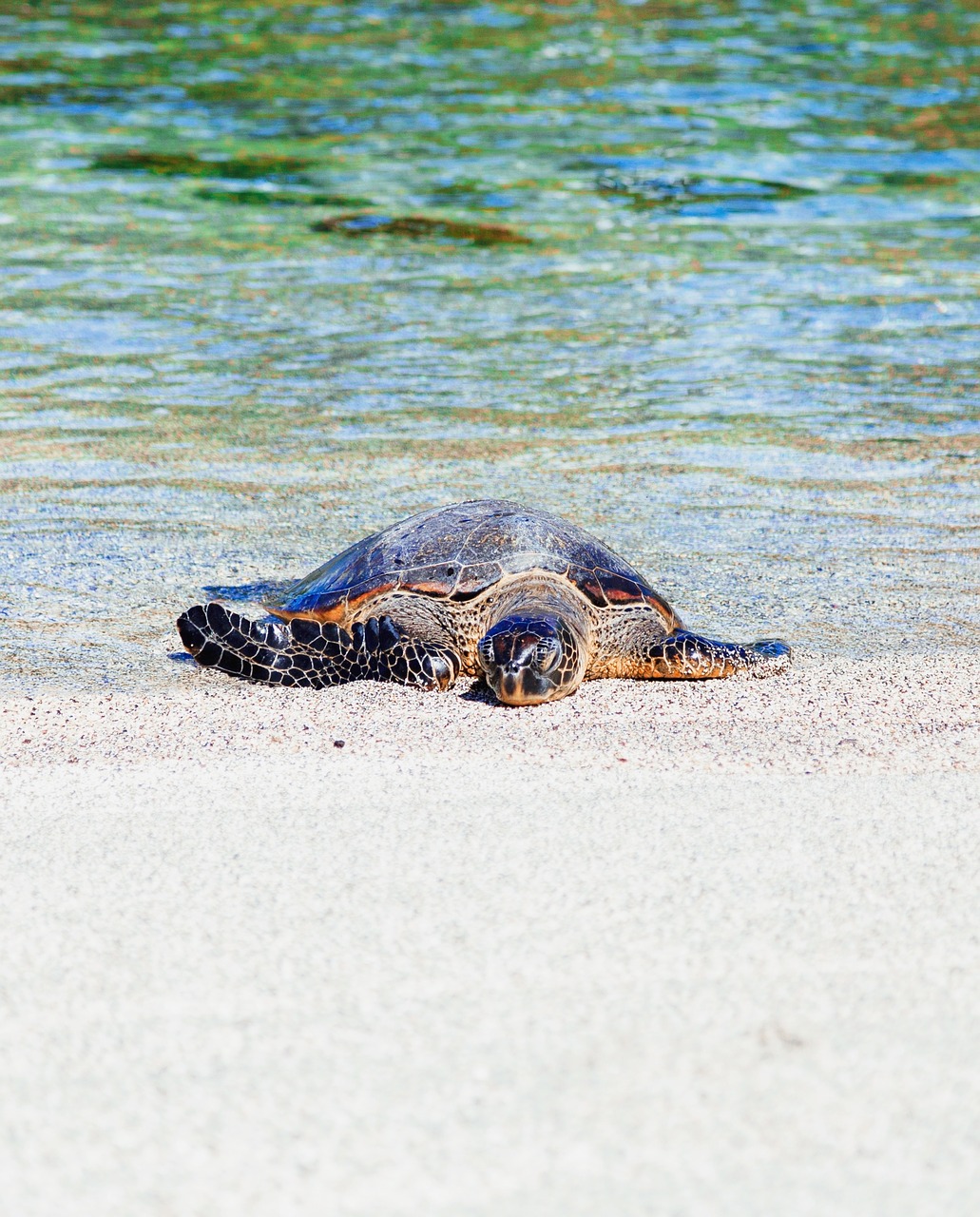 sea water turtle free photo