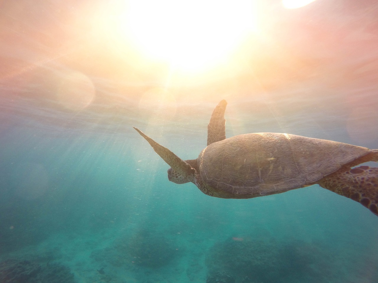 sea turtle reptile free photo