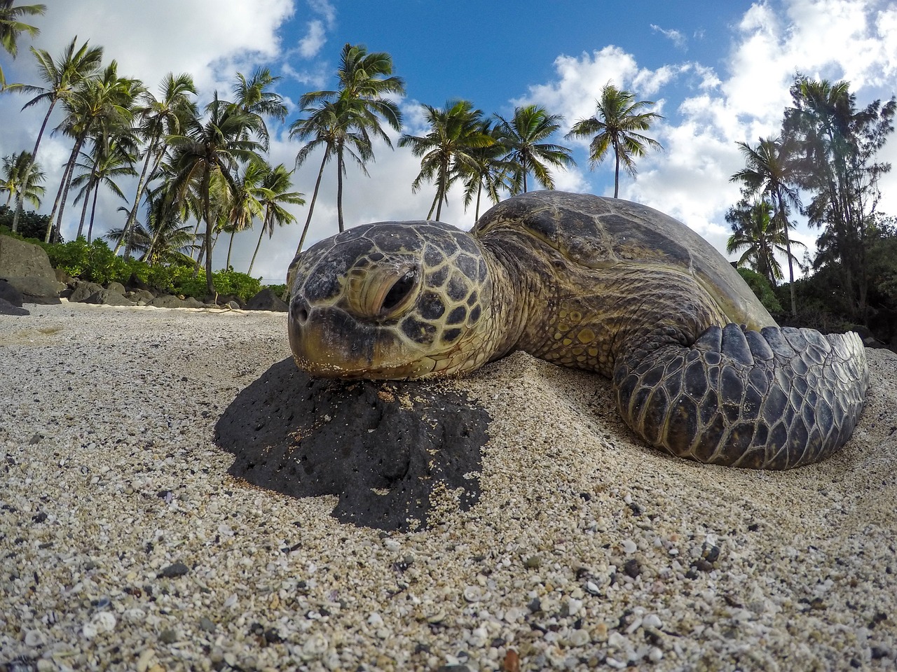 sea turtle reptile free photo