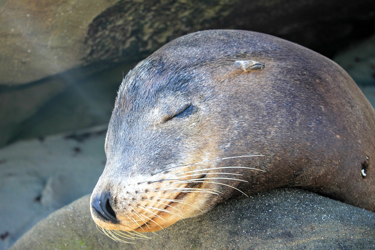 sea lion animal free photo