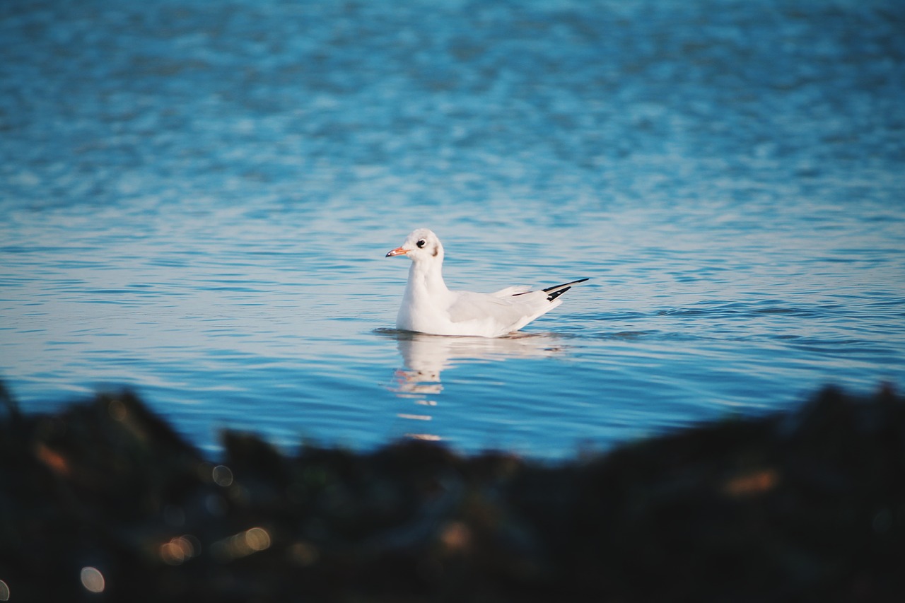 sea ocean blue free photo