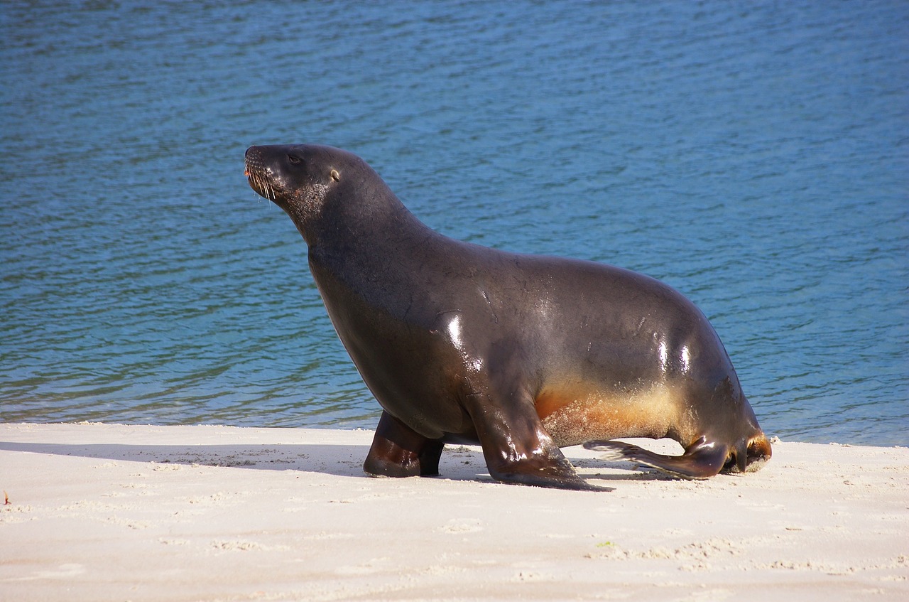 sea lion animal free photo