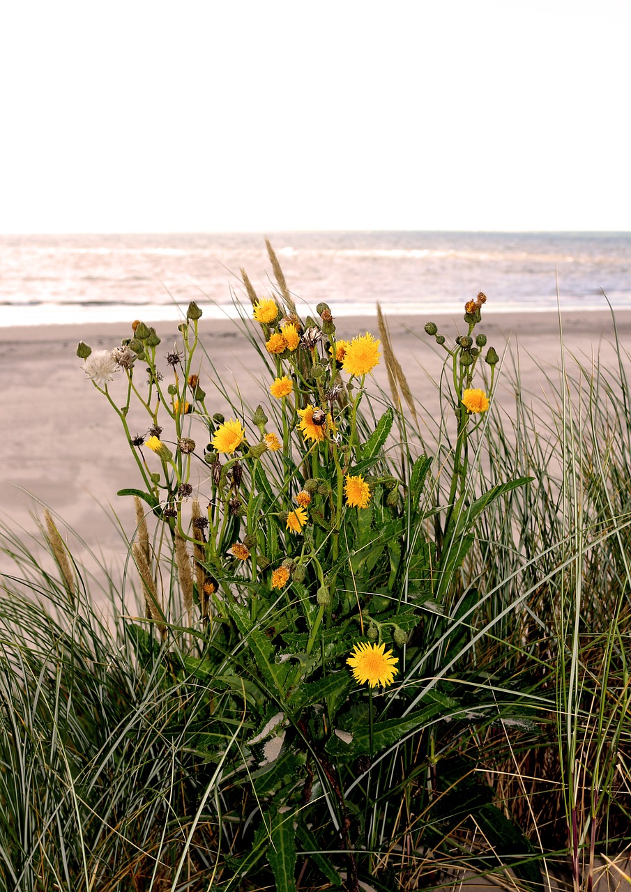 sea most beach flowers free photo