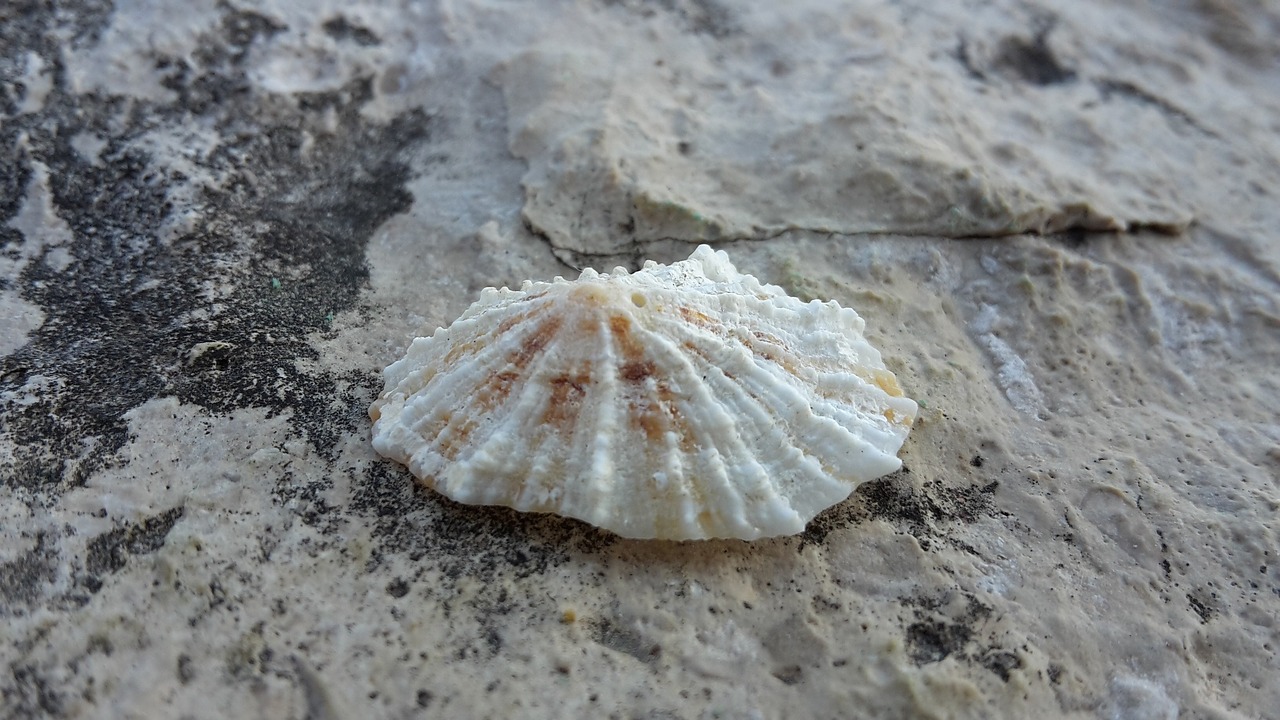 sea shells rocks free photo