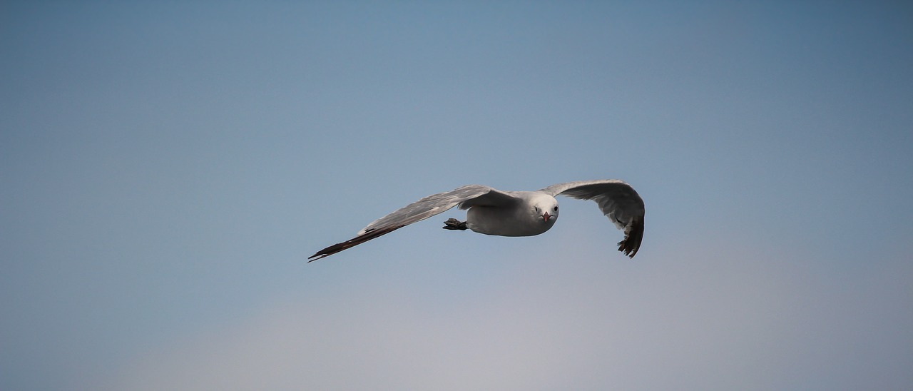 sea birds gull free photo