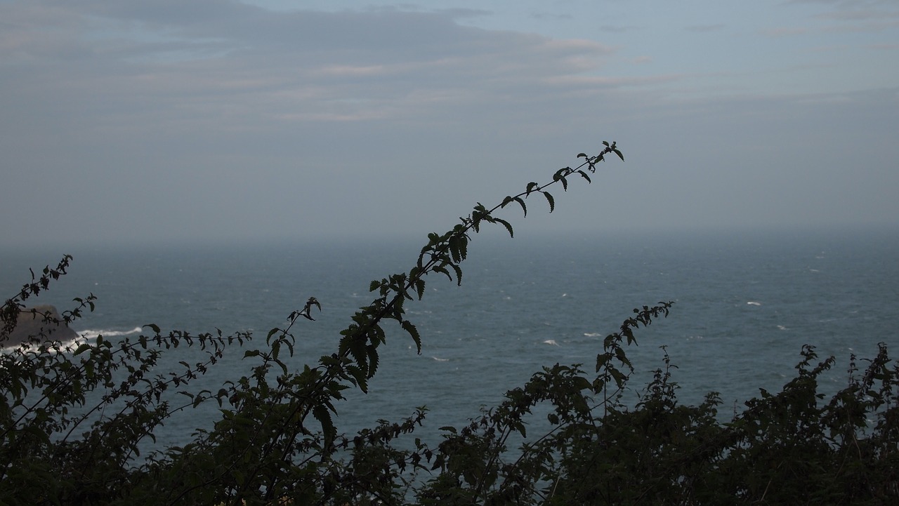 sea grass ocean free photo