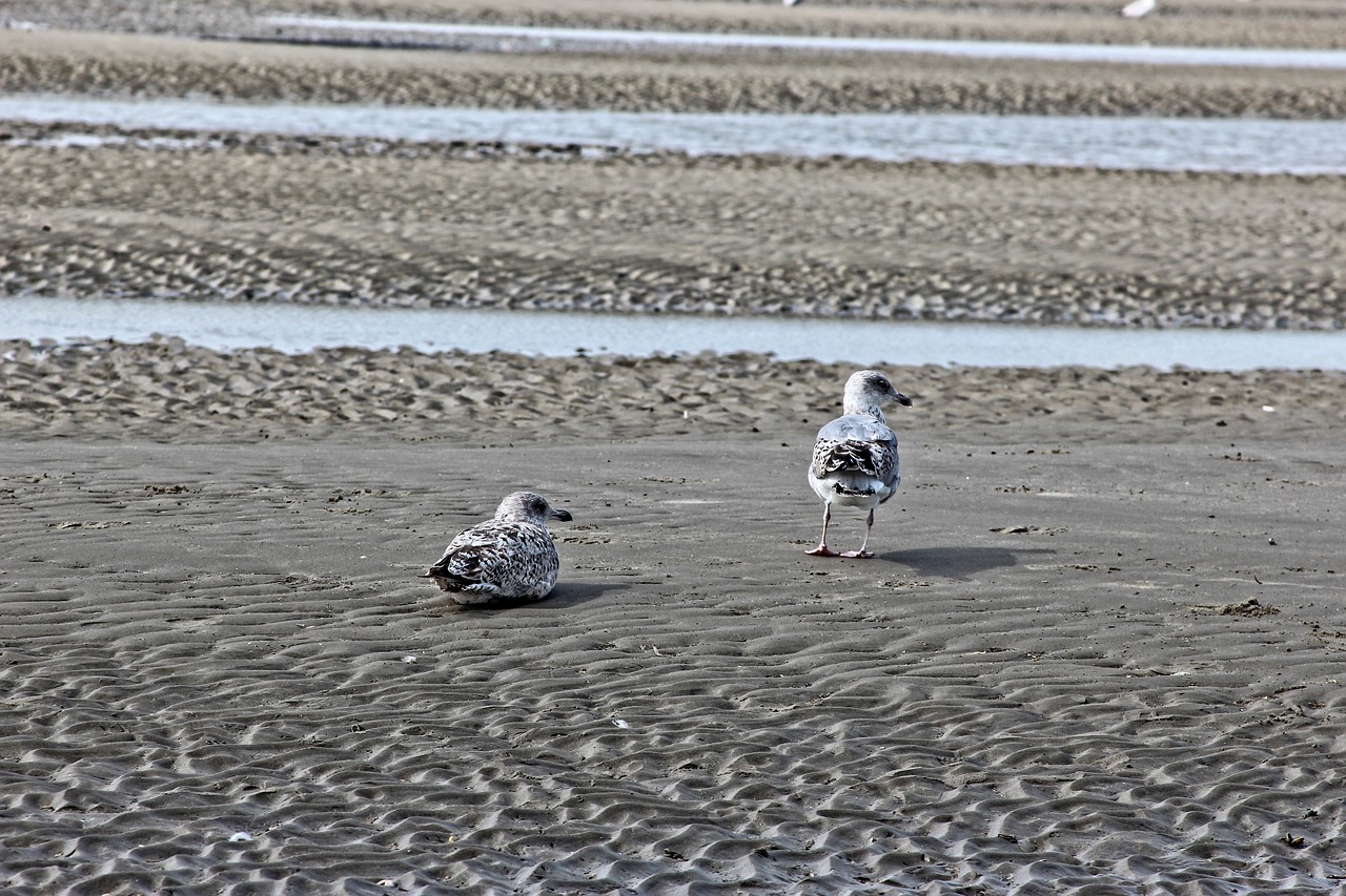 sea beach seagulls free photo
