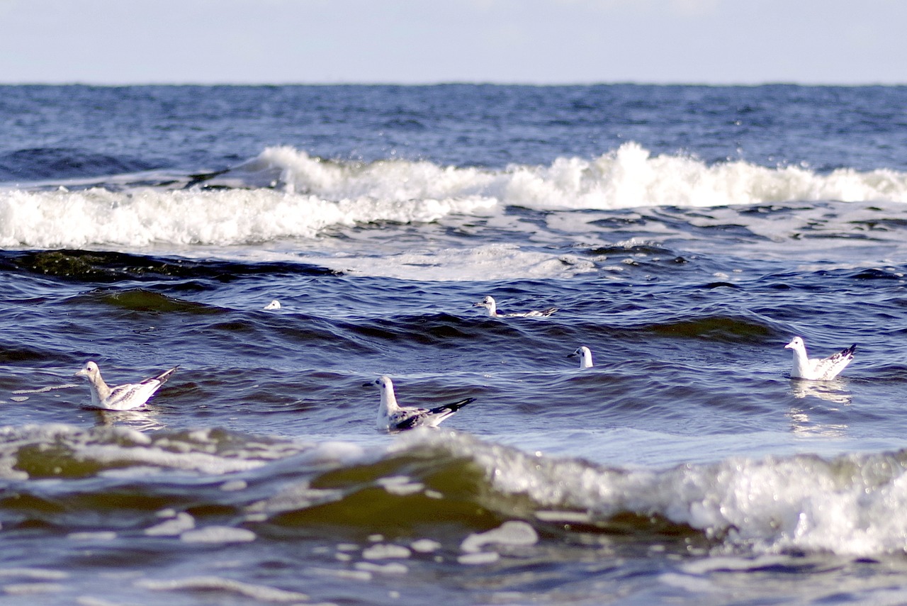 sea the waves the seagulls free photo