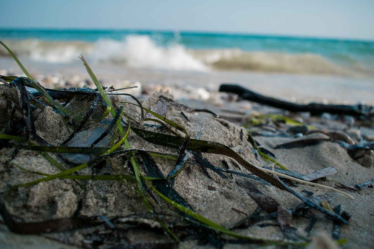 sea grass beach free photo