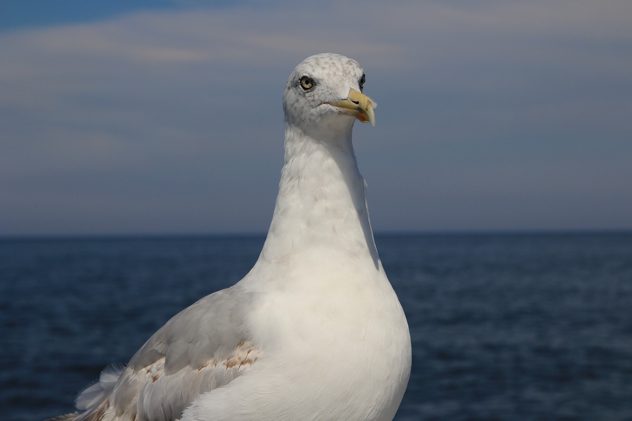 sea seagull bird free photo