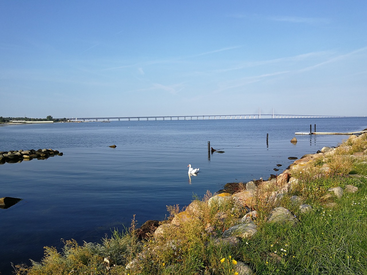 sea swan bridge free photo