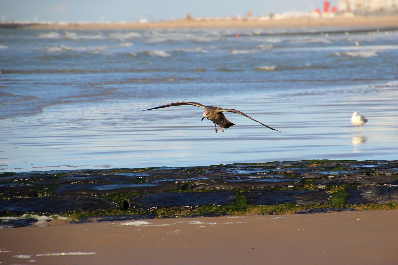 sea seagull fly free photo