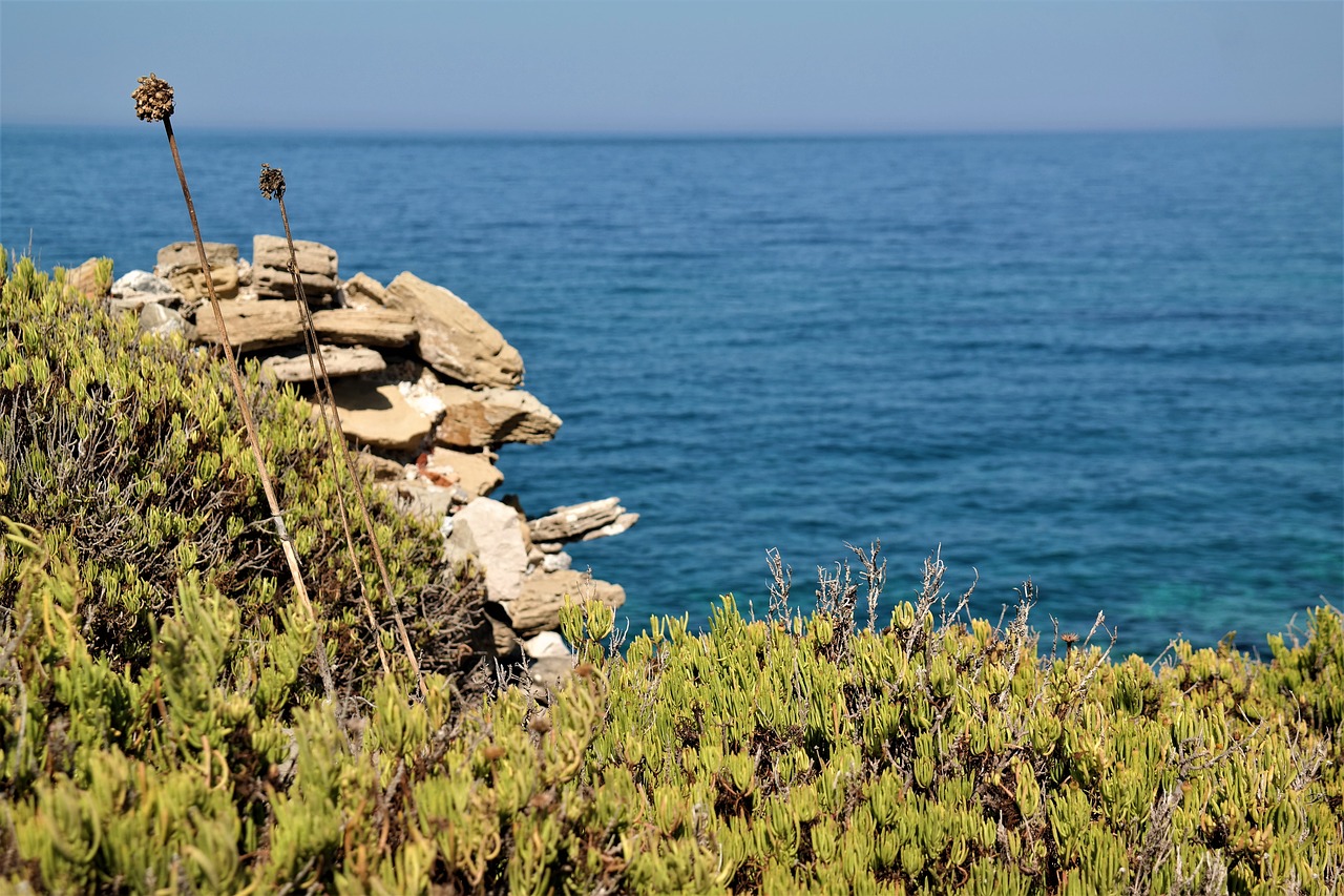 sea plant stones free photo