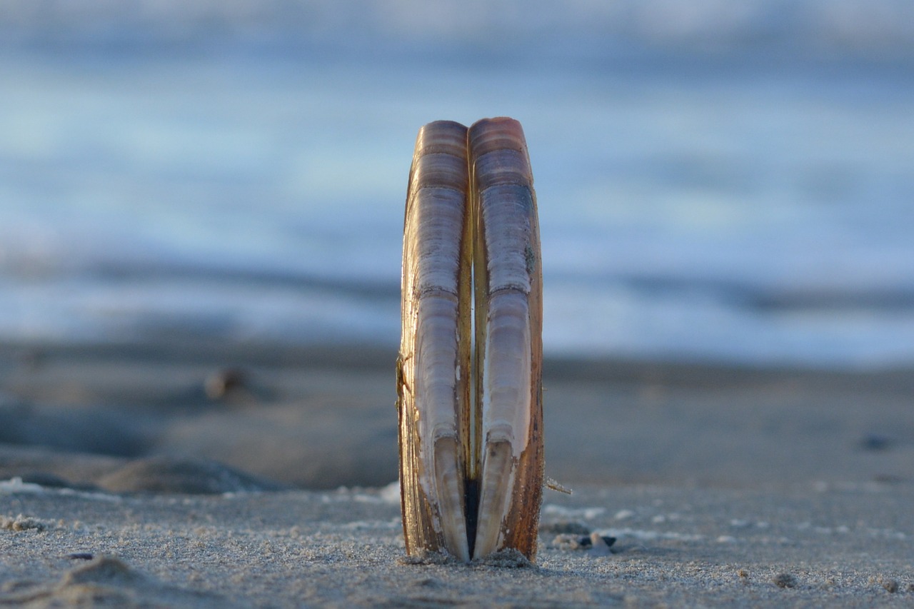 sea beach shells free photo