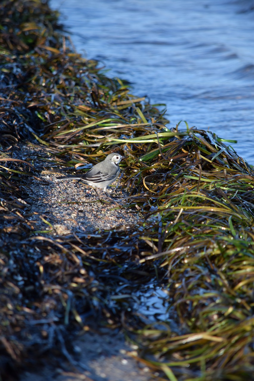 sea sea grass bird free photo