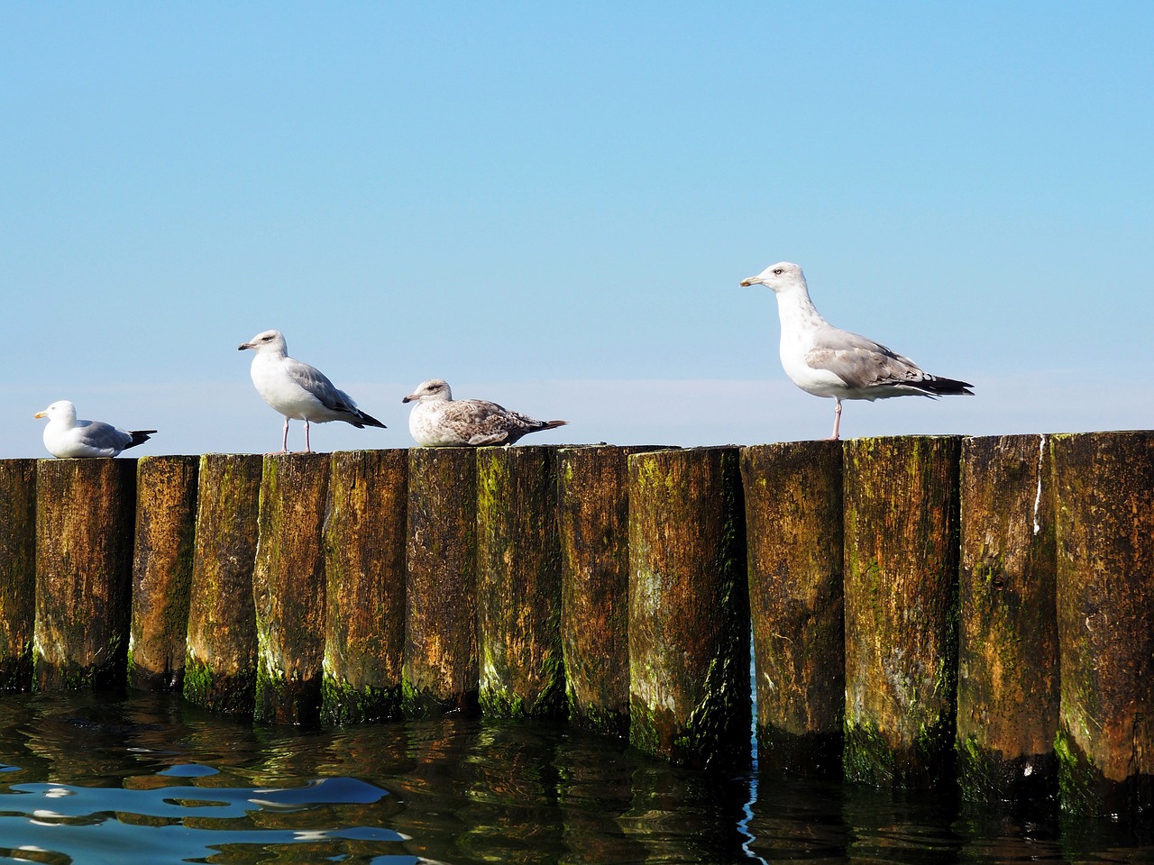 sea the baltic sea the seagulls free photo