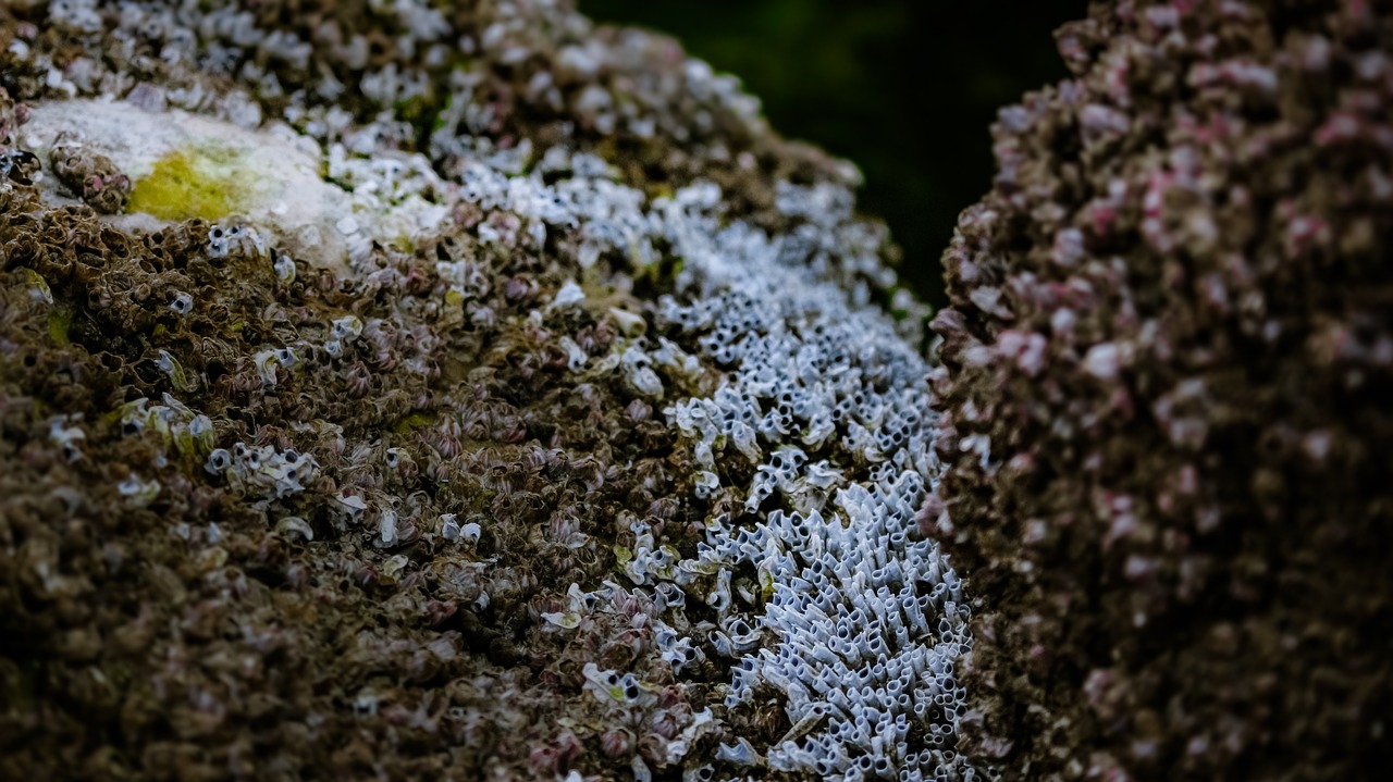 sea shore shells free photo