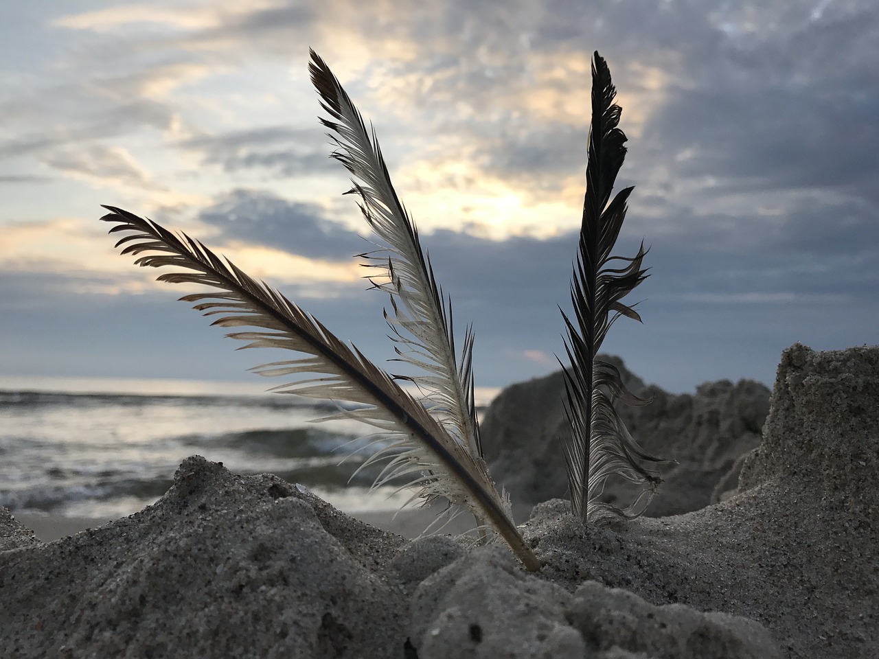 sea feather sand free photo