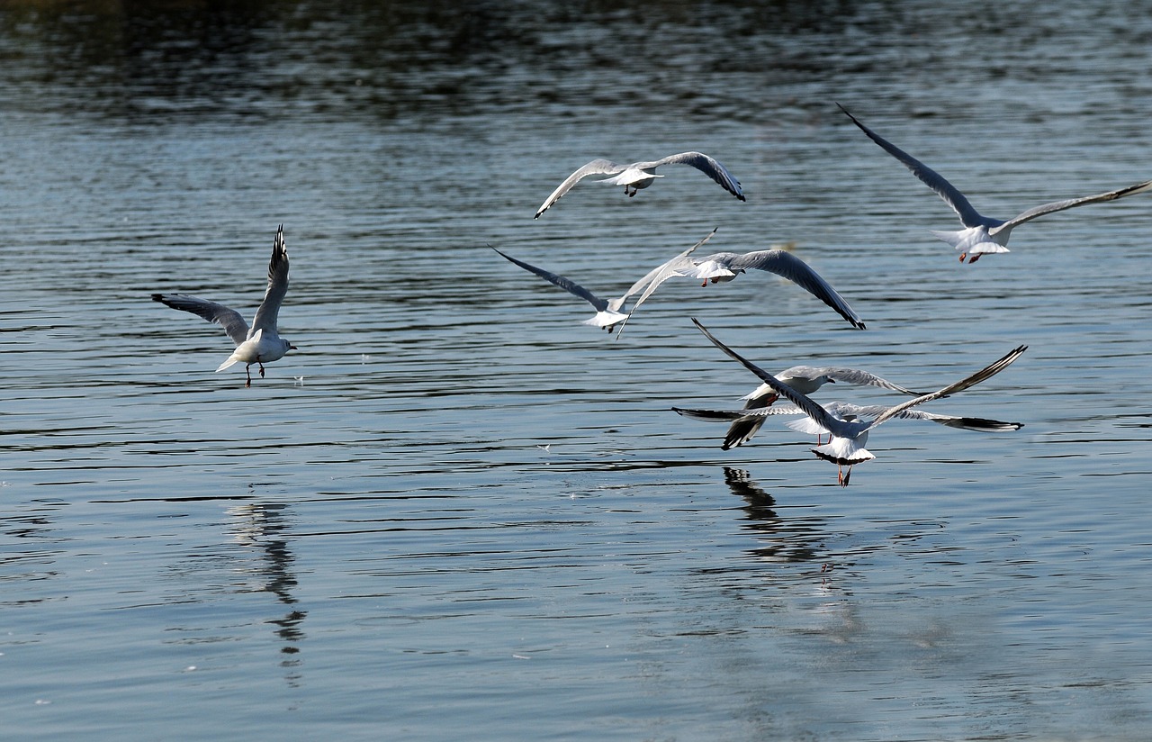 sea seagulls flight free photo