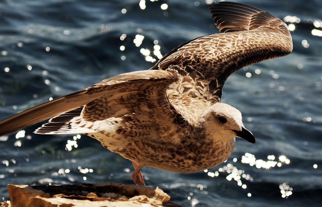 sea seagull bird free photo