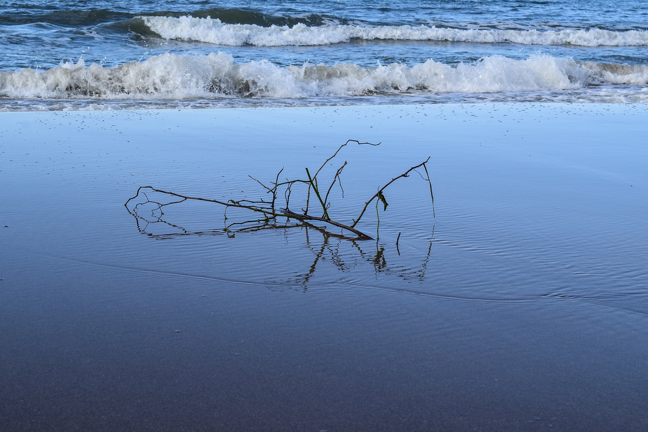 sea natural opposites branches in the sea free photo