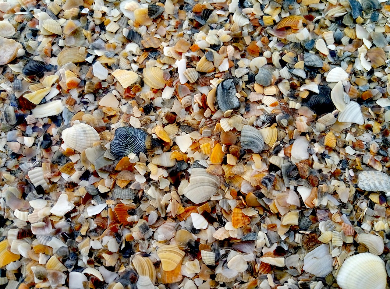 sea sand seashells free photo