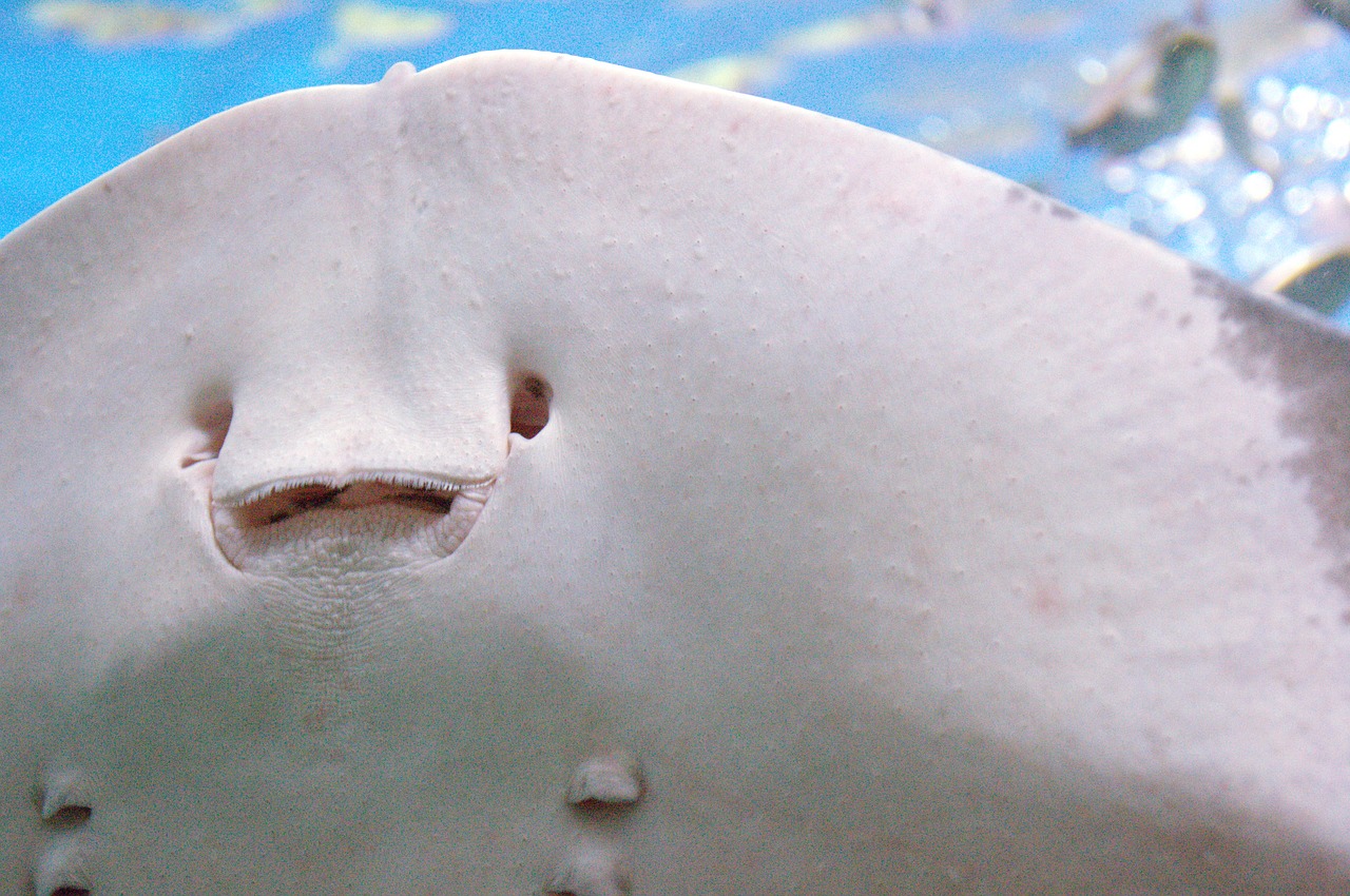 sea stingray animal free photo