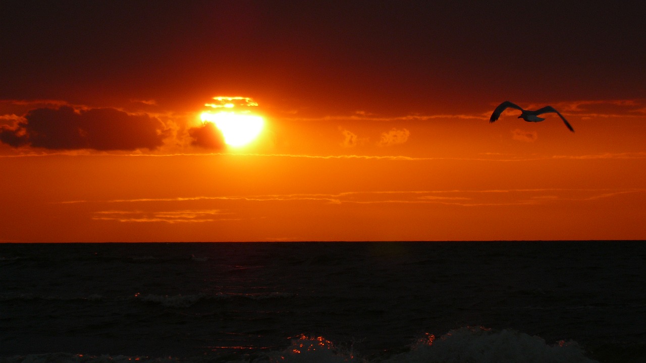 sea sunset bird free photo