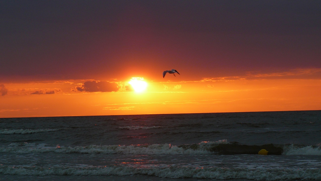 sea sunset bird free photo