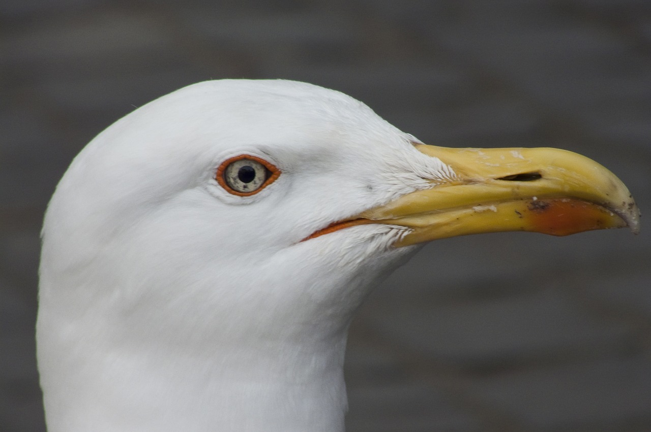 sea birds gull free photo