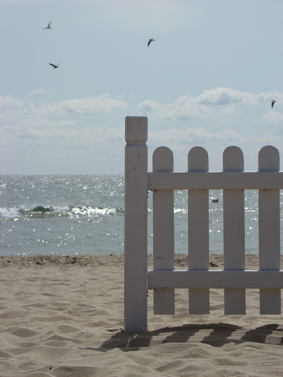 sea gulls sky free photo