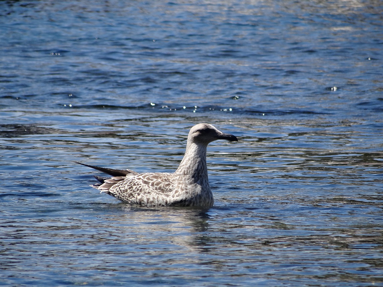 sea animal seagull free photo