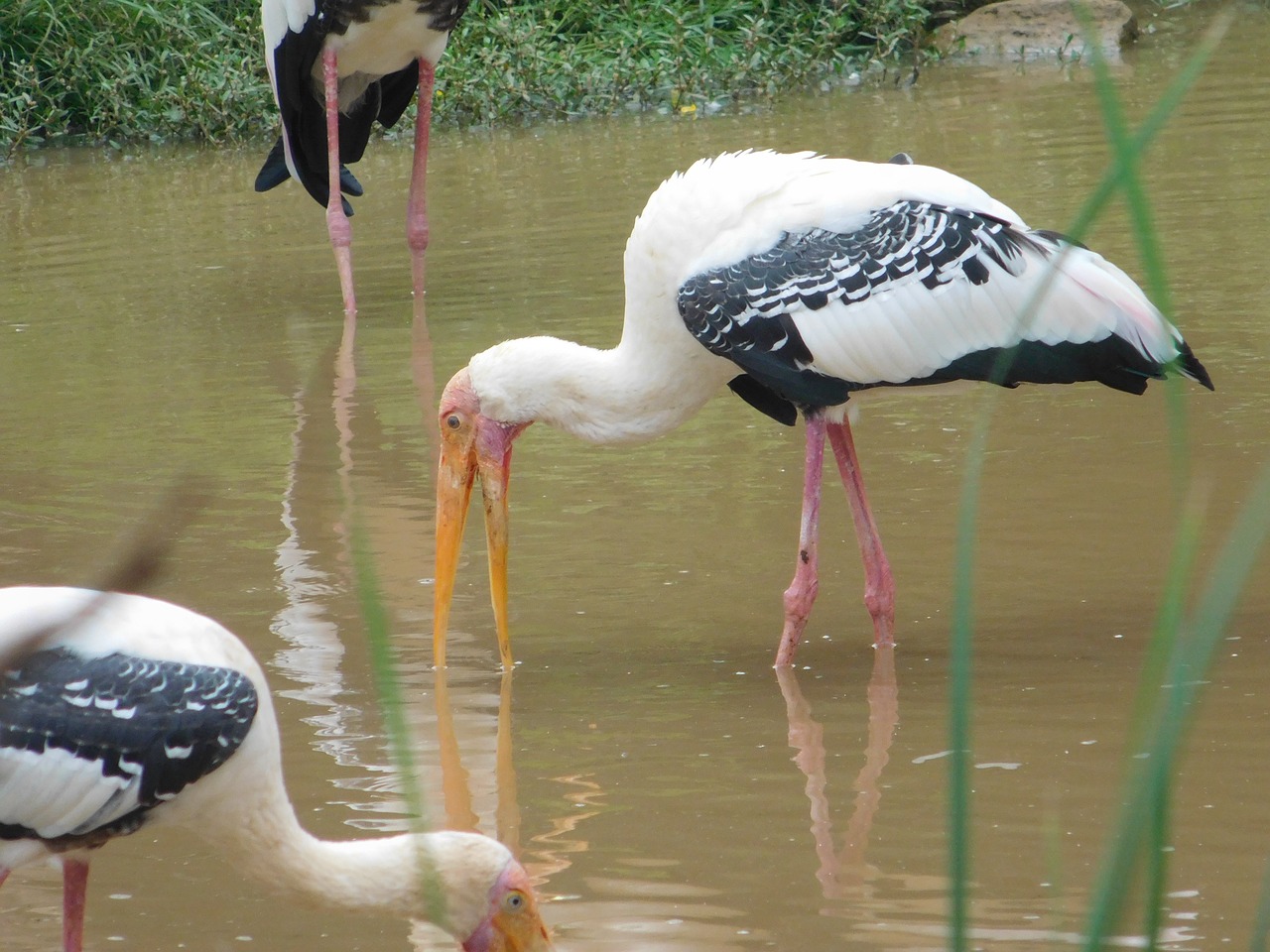 sea water birds free photo