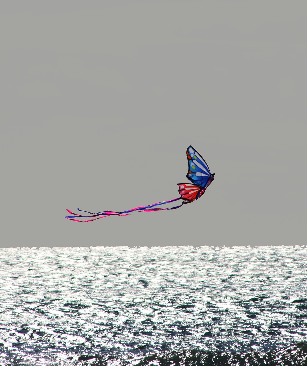 sea kite nature free photo