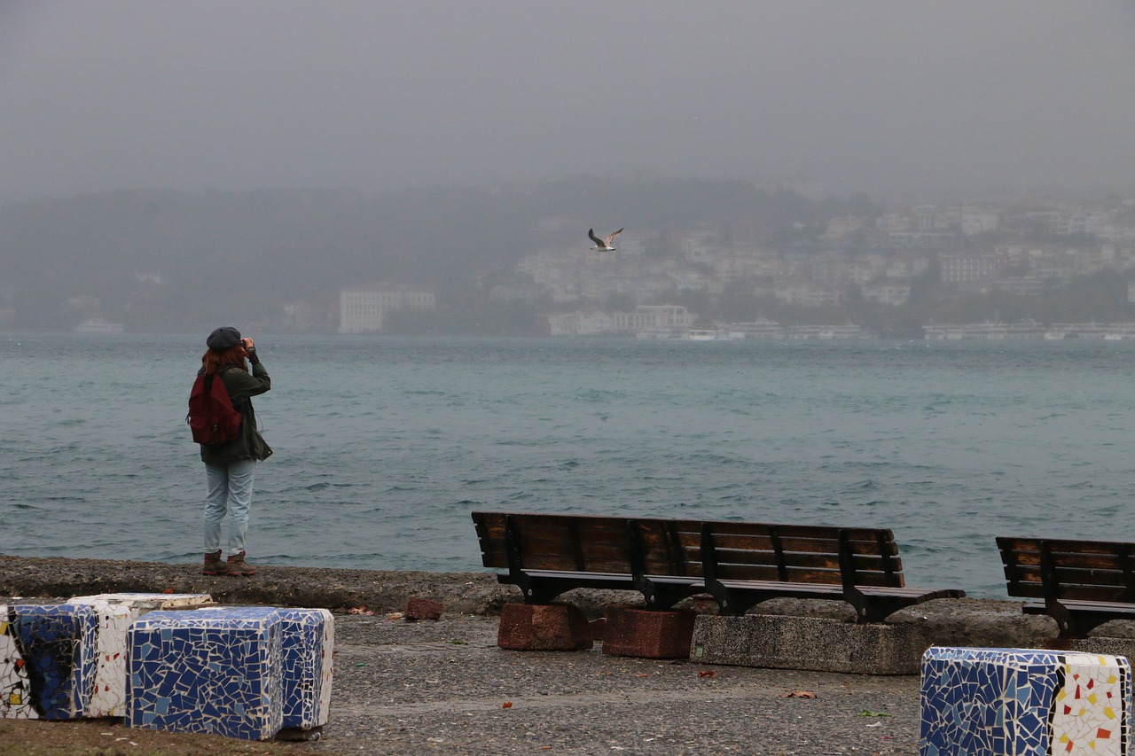 sea bird water free photo