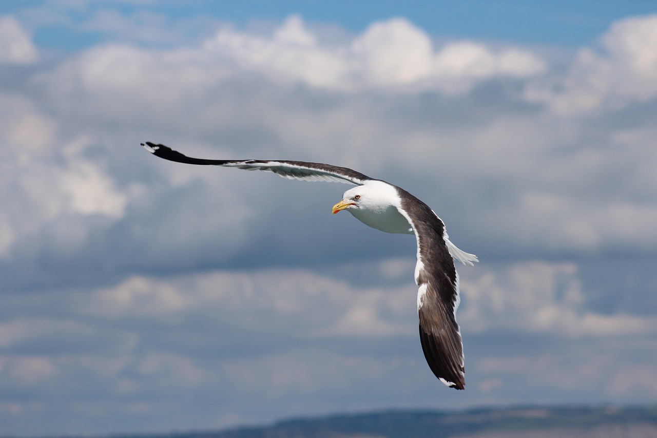 sea bird gull free photo
