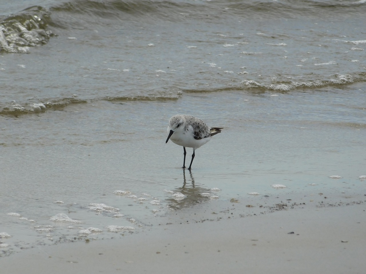 sea birds beach free photo