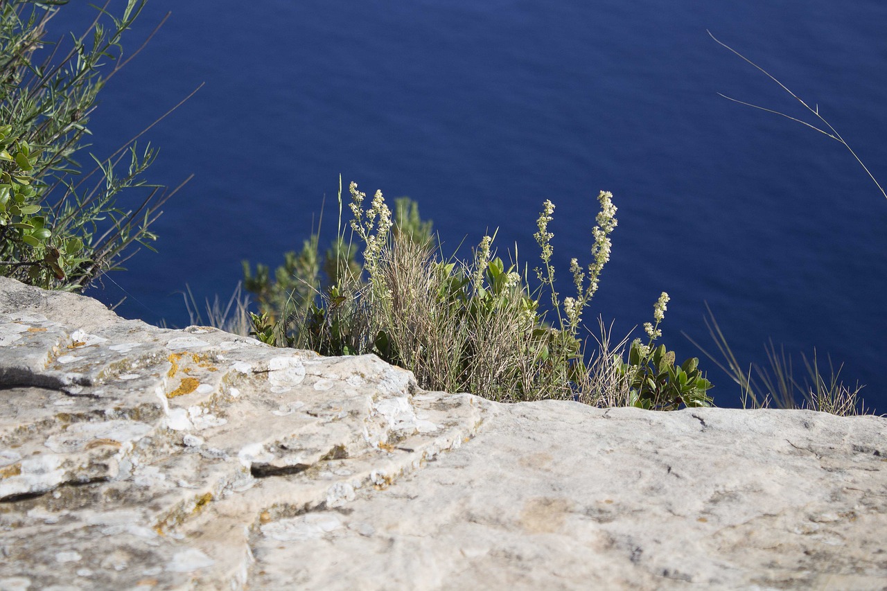 sea beach forest free photo