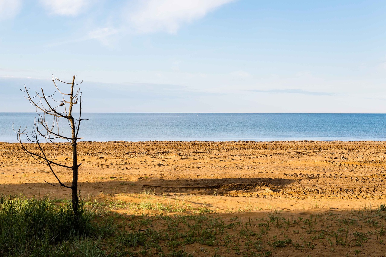 sea tree beach free photo