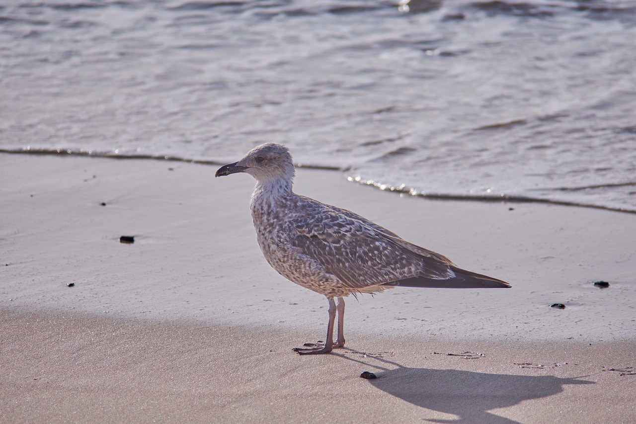 sea gull beach free photo